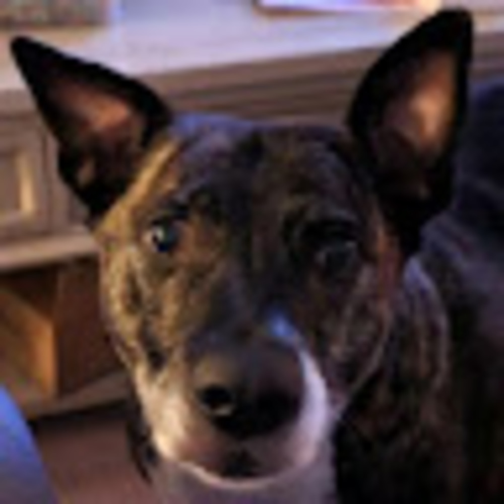 Meet your Posher, Heidi